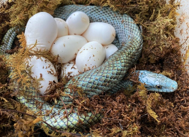 Japanese Rat Snake